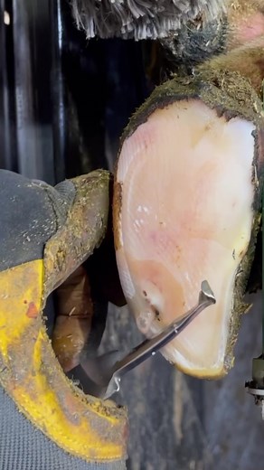 Hoof Cleaning and Trimming with Nate the Hoof Guy | Satisfying and Educational