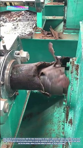 Oil Extraction Mastery: Rapeseed Cake Grinding Process