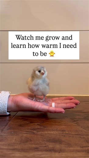 Baby Chick Moments: Spring Season Highlights