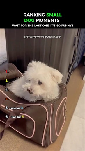 Ranking Small Dog Moments…😂😂 #shorts