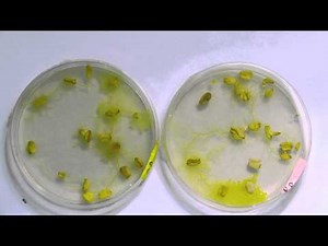 Slime Mold Time Lapse 4K