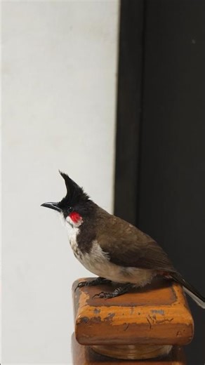 bul bul #shorts #birds #bulbul #sparrow