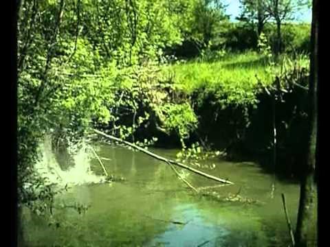 L'univers du Berger Allemand