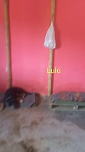 48 reactions · 15 shares | Gracias por las personas que nos siguen en...