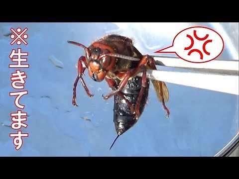 Dangerous strongest hornet: Vespa dybowskii