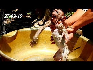 Pity poor baby monkey Ax l cry shaking body during taking bath, Axel cry loudly cos scare water