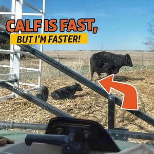 48K views · 1.1K reactions | Cole vs. Calf: Who Will Be Victorious? | Sonne Farms | Facebook