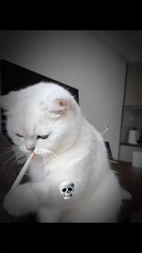 cat's are smoking hot 💀#cat #trollfaceedit