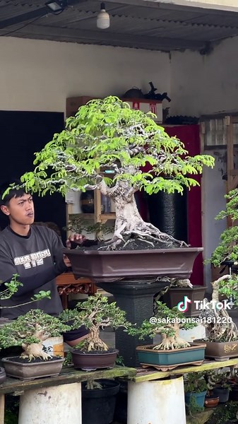 Keindahan Pohon Bonsai: Rekomendasi dan Inspirasi