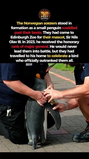 Norway Promoted a Penguin to Major General #shorts