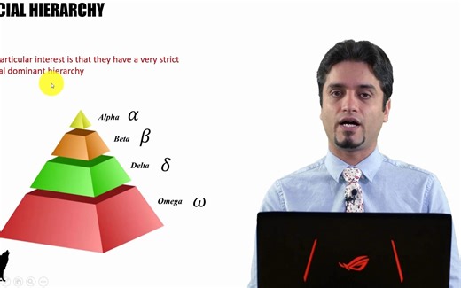 灰狼优化算法 2-1 Inspirations of GWO Social Hierarchy and Hunting Mechanism