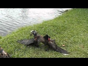Young Muscovy duck has his first big fight and loses