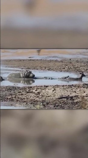 Hippo Saves an Antelope from a Crocodile!