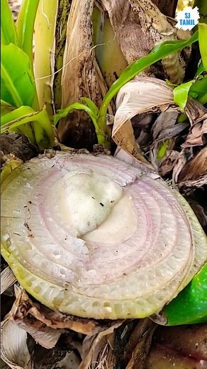 Banana farming | SJ Tamil #sjtamil #facts #tamil #shorts