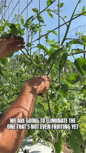 One Minute to Happier Tomato Plants