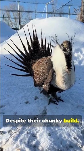 Meet the Greater Sage Grouse