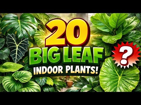 20 Big Leaf Indoor Plants | Everything About Plants