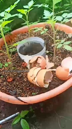 The correct way to use eggshells on your plant. #garden #roomtogrow #gardening #growingvegetables