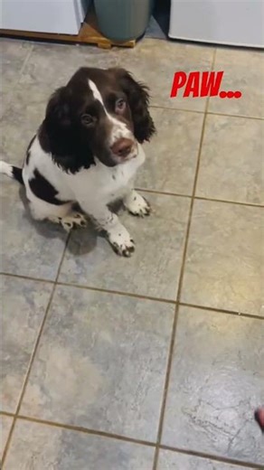 15 week old Puppy INSANE Tricks 🐾🐕🚀