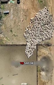 Boder collie thông minh như thế nào mới chăn được đàn cừu to như này #thegioiquanhta #giaitri #dongvat #caycoi #thuvi | Funny-Animals