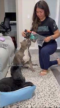 How I dress my dogs in their pajamas