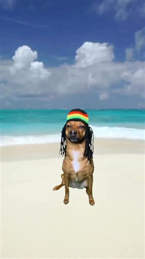 #dogsofinstagram #tootiedog #funnydogs #jamming #bobmarley #beach #jamaica #adoptdontshop #rescuedog #reels #viral | Tootie Dog