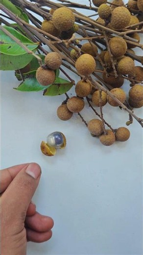 Sweetest & Juiciest Longan Fruit Ever! 🤤🍒 #shorts