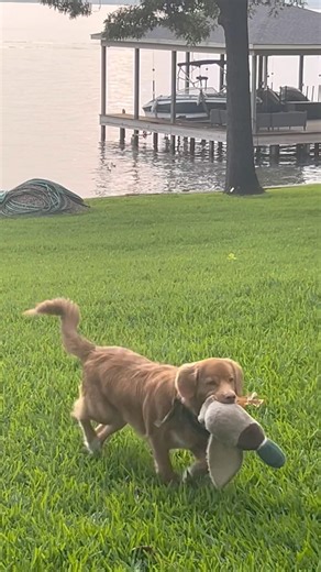 Watch This Toller Toll Perfectly – Stuffed Duck Chase Leads to Real Ducks 🦆