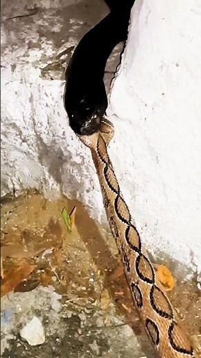 cobra vs python | snakes fight #animals #cobra #python #snacks #viral