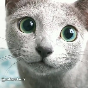 85K views · 5.4K reactions | Close up pictures of cats on Reels | Facebook