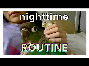 A DAY IN THE LIFE WITH MY PARROTS | Nighttime Routine with Two Green Cheek Conures (Parrot Vlog)