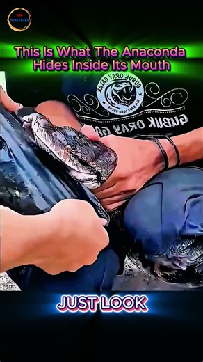 Anaconda’s Mouth—What Happens When It Opens Wider Than You Expect?