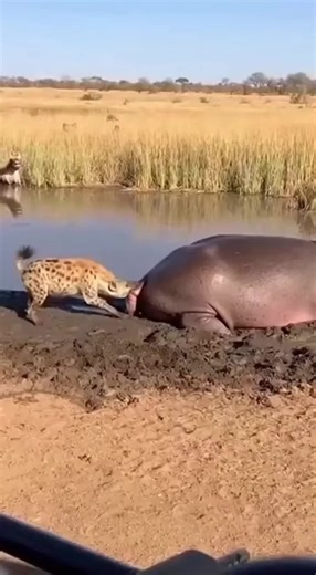 Wow😧 amazing Ai video 100m 🐶🐱🐭🐹🐰🦊🐻🐼🐻‍❄️🐨🐯🦁🐮🐷🐽🐸🐵🐔🐧🐦🐤🦆🦅🦉🦇🐺🐗🐴🦄🐝🪱🐛🦋🐌🐚🦟🐞🐜🪲🦗🕷🕸🐢🐍🦎🦖🦕🦂🦀🦑🐙🦞🦐🐠🐟🐡🐬🦈🐊🐆🐅🦓🦬🐃🐂🐄🦌🦛🐪🦒🦘🦣🦏🦍🐖🦙🐐🐏🐕🐩🦮🐈‍⬛🪶🐓🦤🦚🦜🦢🦩🕊🐇🐁🦝🦥🦡🦫🐾🐲 wow amazing this ai real video 100m view 🔥 #animalsoftiktok #ai #wildlife #petlife #Nature