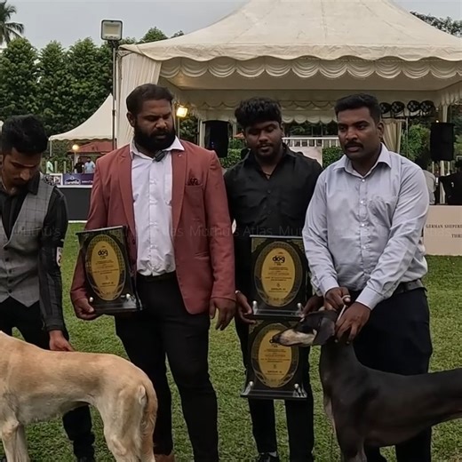 muthusatlas on Instagram: "Thrissur Dog Show | Indian Breed | 6, 7 Dec2025 | 1)Unfortunately my old youtube channel suspended on 13/12/2025 2)Have created new you tube channel (New You tube Channel Name - Muthu's Atlas94) Link-https://www.youtube.com/channel/UCwRq-w5aVOY7PqY-VTGyvBA 3)Please try search using @muthusatlas94 Please like, Share & Subscribe #thrissurdogshow #dogshow #dogshow2025 #belgaumcanineassociation #indiandogshow #DogShowHighlights #ChampionDogs #DogShowIndia #BestInShow #Prou