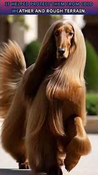 Afghan Hounds Have Hair Like Humans — One of the Most Elegant Dog Breeds 🐶✨