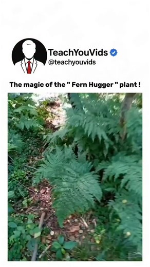 The magic of the “Fern Hugger” plant! 🌿✨ It curls its leaves instantly when touched — a natural reflex to protect itself from harm. Proof that even plants have their own secret defense systems. This video is for educational purposes only. DM for credit/removal. #NatureIsAmazing #PlantFacts #ScienceExplained #Botany #EducationalVideo #mindblowingnature | Teachyouvids