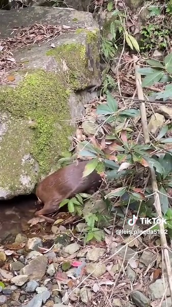 Videos de Luis Pineda (@luis.pineda5102) con “Los Venados (En Vivo) - Los De La Frontera”