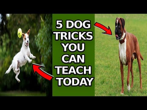5 Dog Tricks You Can Teach TODAY (Pro Trainer Secrets 😱)