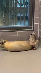 Wist je dat je Dropje 24/7 kunt volgen op onze fase 1 livestream? Dan weet je misschien ook dat ze vaak in haar favoriete hoekje ligt, waar je haar nèt niet kunt zien… Weet dan dat ze er zo bij ligt! 🦭🍌 — Did you know that you can follow Dropje 24/7 on our phase 1 livestream? Then you may also know that she often lies in her favourite corner, where you can’t quite see her... Just know that she’s lying there like this! 🦭🍌 — 知っていましたか？Dropjeはフェーズ1のライブストリームで24時間いつでも見ることができます。 そして、彼女がよくお気に入りの隅っこで