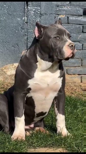 The Power of Genetics: 4-Month-Old XXL Female Bully! 🦍 #americanbully #musculardog #bullybreed