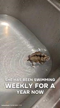 This Hamster Hits The Wheel Daily and The Private Pool Weekly