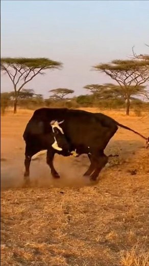 Cow Birth Baby Cow | Amazing Real Nature Video