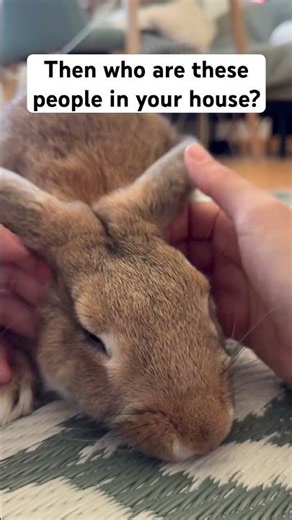 Who are these people in your house?💀 #shorts #youtubeshorts #bunny #rabbit #fyp #viralshorts