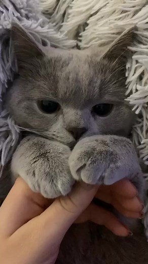 Touching Cat Paws: A Heartwarming Moment