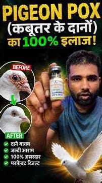 Pigeon Pox 100% Treatment #thehomesanctuary #pigeonpox #birds #kabootar #noorbhai #treatment