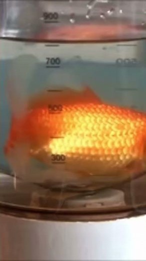 I put my fish in the blender (sfw)