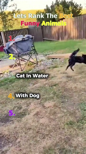 Ranking The Funniest Cute Animals Ever Exist 🤣#shorts