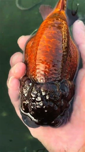 The weather is getting warmer! The fishing ground needs insecticide and sterilization treatment!