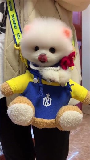 Mini Pomeranian Exploring, Tiny And Lovely 🐕🌿 #Pomeranian #Tinycharm