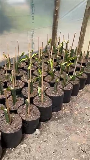 Mariano Winograd on Reels